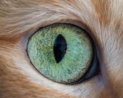 نطﻻسلطن Sultan Adli Kullanicinin Kedi Panosundaki Pin Kedi Gozu Makyaji Kedi Gozler
