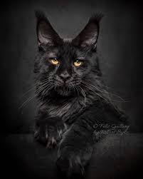 Im vorfeld haben wir bereits erfahrungen mit katzen und kitten . 30 Majestic Pictures Of Maine Coon Cats By Robert Sijka
