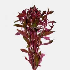 Image result for Ludwigia