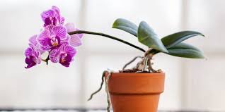 We did not find results for: Orchid Care Water Light And Soil