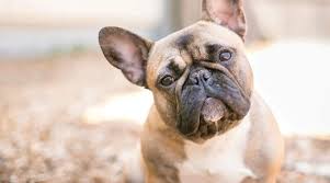 All of our dogs are. French Bulldog Breed Information Facts Traits Pictures More