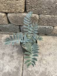 Image result for Encephalartos