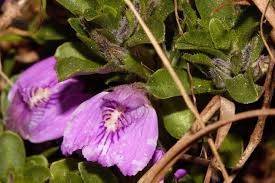 Image result for Justicia elegantula