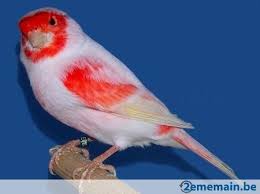 Pin On Oiseaux