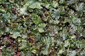 Image result for Crepidomanes fallax