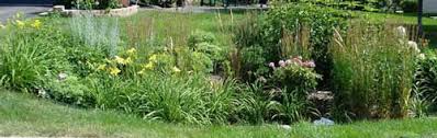 What is a rain garden? Rain Gardens
