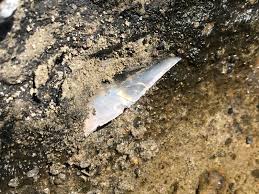 サメの歯化石 Keep Your Face To The Sunshine