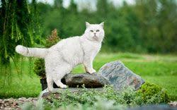 Garten Katzensicher Machen 6 Wichtige Tipps Katze Zaun Katzen Garten