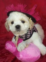Adopt harley and murphy a shih tzu. Bichon Frise Shih Tzu Shichon Puppies For Sale In Claremont California Classified Americanlisted Com