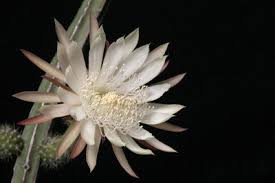 Image result for Hedythyrsus thamnoideus