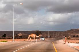 The state transportation department indicated that heavy snowfall during the morning commute was causing slick conditions. Sultanate Of Oman Ras Al Hadd Desert Road In A Sand Storm Wvf01126 Valentin Weinhaupl Westend61