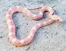 Welcome to desert canyon reptiles, breeder of corn snakes, hognose snakes, and kingsnakes! Coral Snow Corn Snake For Sale Pantherophis Guttata Corn Snake Corn Snakes For Sale Snakes For Sale