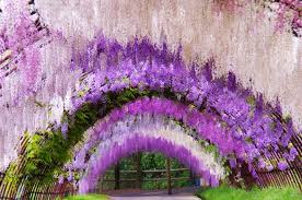 The garden is organized so that visitors are led on a picturesque stroll around the water's edge. A Colorful Walk Wisteria Tunnel At Kawachi Fuji Gardens Japan