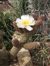 Pine cone cactus tephrocactus articulatus var. Plantfiles Pictures Tephrocactus Species Pine Cone Cactus Pinecone Cactus Spruce Cone Cholla Tephrocactus Articulatus F Inermis By Ilovesucculents