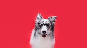 set de cuatro logod de perros fantasticos en diseno plano descargar vectores gratis puppy portraits collie dog crazy dog