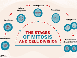 The cell (from latin cella 'small room' better source needed) is the basic structural, functional, and biological unit of all known organisms.cells are the smallest units of life, and hence are often referred to as the building blocks of life. The Stages Of Mitosis And Cell Division
