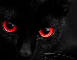 Black And Red Cat Goth Dollys World Black Cat Aesthetic Black Cat Eyes White Cats