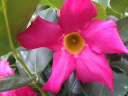 It is generally grown as a vine but can also fertilize your mandevilla every other week with a liquid fertilizer when it is actively growing. Red Riding Hood Pink Mandevilla Dipladenia Tropical Flowering Vine Plant Brazilian Jasmine Starter Size 4 Inch Pot Emerald Tm Emerald Goddess Gardens