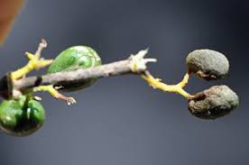 Image result for Afroligusticum