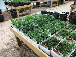 Realign and strategically apply your resources to position your business for growth. Gardening Business Plan For Indoors And Outdoors Gardening Tips