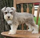 Miniature Schnauzer Puppies For Sale - AKC PuppyFinder