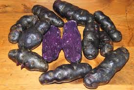 Check spelling or type a new query. The Fingerling Potato An Ancient Vegetable A Culinary Treasure