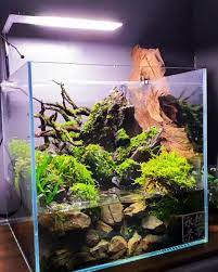 Berikut jenis tanaman aquascape yang mampu tumbuh tanpa co2: Love This Nano Mossrium Layout Video Aquarium Aquarium Driftwood Fish Tank