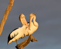 Free for commercial use no attribution required high quality images. Australian Pelican Facts Diet Habitat Pictures On Animalia Bio
