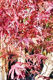 We did not find results for: Acer Palmatum Emperor 1 Japanese Maple Kings Garden Center