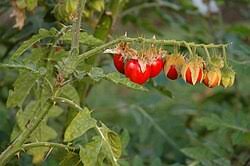 Image result for Solanum litoraneum