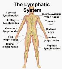 Here Is The Real Reason You Should Always Be Sleeping On Your Left Side Lymph System Lymphatic System Lymphatic