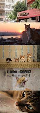 kedi review the cutest film cute cinema animals