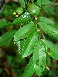 Image result for Psidium guajava