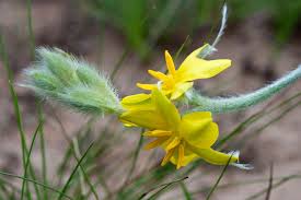 Image result for Hypoxis rigidula