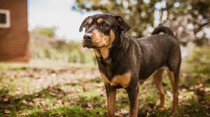 Maybe you would like to learn more about one of these? Pretoria Dog Rescue Help Stray Neglected Abused Homeless And Suffering Dogs
