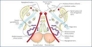 To recognize the principal features of the brainstem that are visible with the unaided eye, including the general location of cranial nerve nuclei and the. Brainstem Textbook Of Clinical Neuroanatomy 2 Ed
