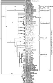 Image result for Bullockia setiflora