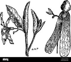 Image result for Pentadesma