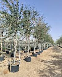 Image result for Pithecellobium dulce