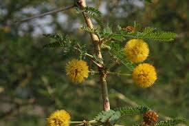 Image result for Acacia xanthophloea
