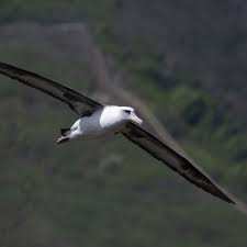 Image result for Entephria byssata