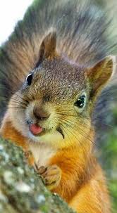 I M Just Nuts About Nuts Whatcha Get Excited About Baby Animals Cute Animals Animals