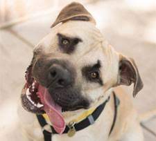 Check spelling or type a new query. Adopt A Pet Dogs And Cats Available At Oakland Or Dublin Spca