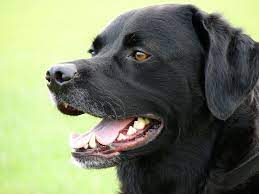 Certification is valid for three years. Dog Training Courses In India Canine Club Academy