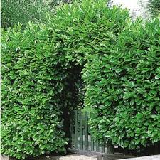 Schneller Sichtschutz Mit Hecken Kirschlorbeer Hecke Pflanzen Heckenpflanzen