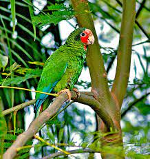 Cayman Parrot Backyard Birds Cayman Parrot