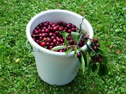 June 25, 2018 by aviancntrl in news, residential helpful ways to keep birds out of your trees. Protecting Cherry Trees Effective Liquid Bird Repellent
