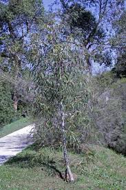 We did not find results for: Photo Of The Entire Plant Of Red Cap Gum Eucalyptus Erythrocorys Posted By Ruuddeblock Garden Org