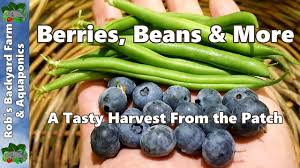 Blueberries Beans More A Tasty Harvest From The Patch Youtube