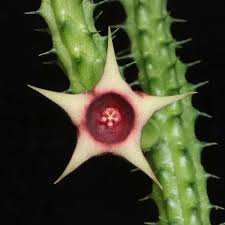 Image result for Huernia verekeri